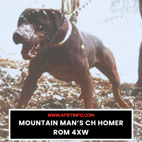 APBT GAME DOG MOUNTAIN MAN CH HOMER ROM 4XW