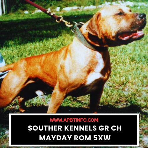 APBT GAME DOG SOUTHERN KENNEL GR CH MAYDAY ROM 5XW