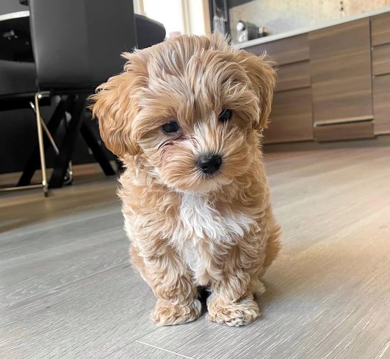Maltipoo Puppies for Sale