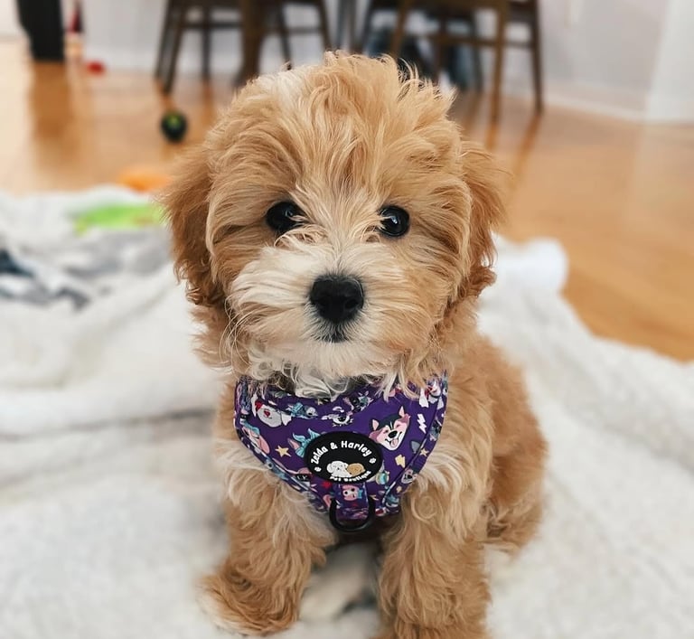 Maltipoo Puppies for Sale