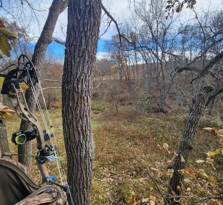 View from a treestand