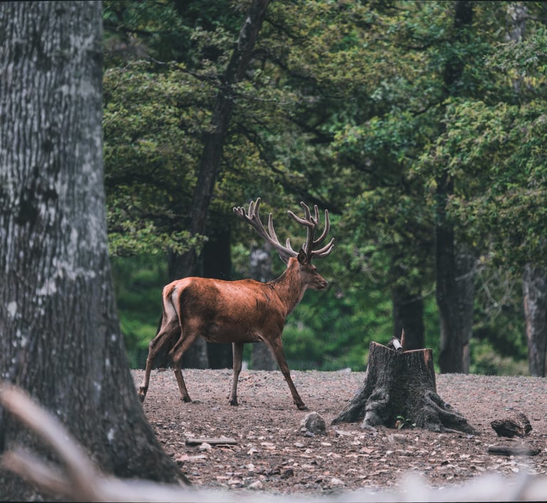 a deer in the woods with a deer in the background