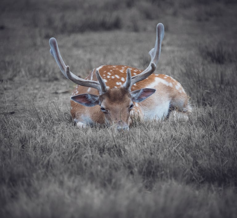 a deer with antelope in the grass