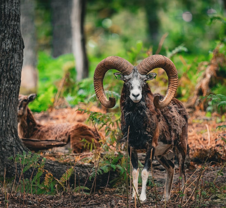 a goat with horns and horns standing in the woods