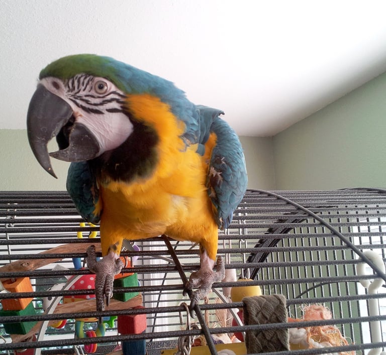 Blue and gold macaw playing top of her dome macaw cage in front of a bright sunny window.