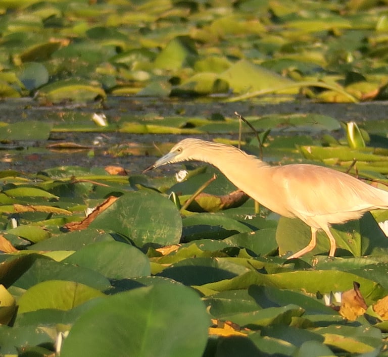 squacco heron hunting on lake