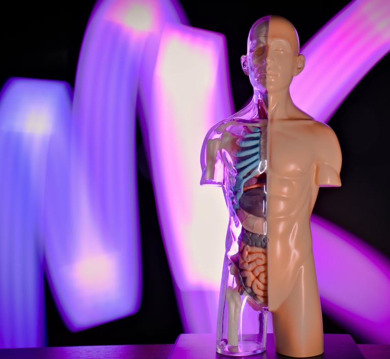 Foto modelo anatômico do corpo humano