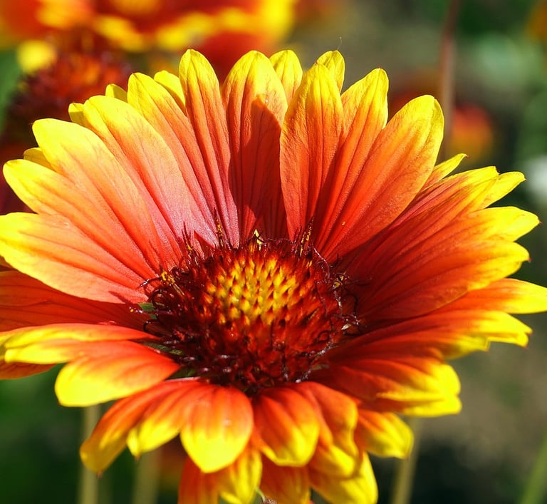 gaillarde