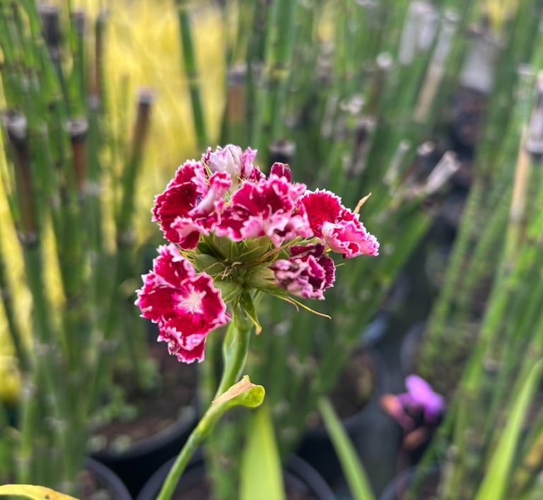 oeillet de poète rose