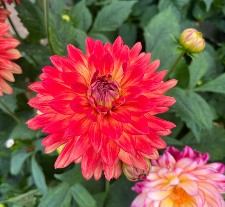 dahlia rouge