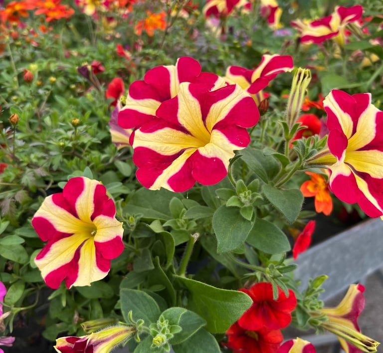 pétunia rouge et jaune