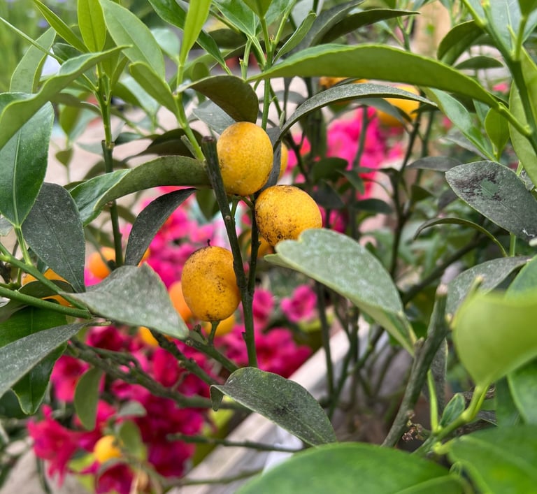 citronnier