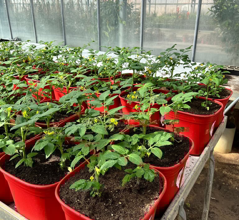 plants de tomate en pots