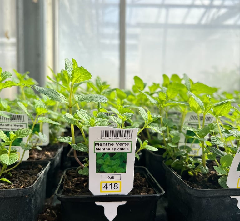 plants de menthe verte en pots