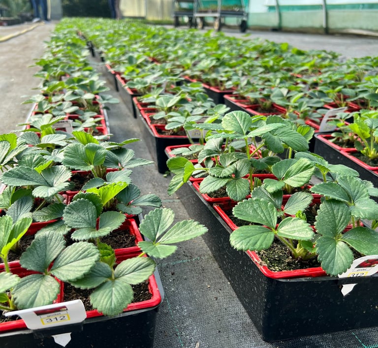rangs de plants de fraises dans une serre de jardinerie