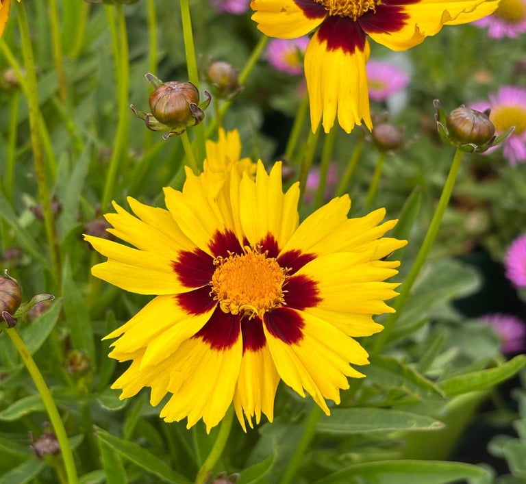 coreopside à grandes fleurs jaune