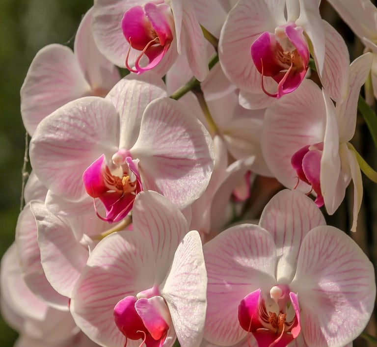 orchidées rose pâle