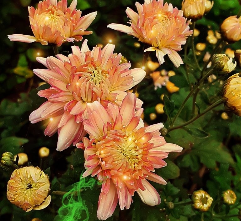 gulmehandi , wallpaper HD