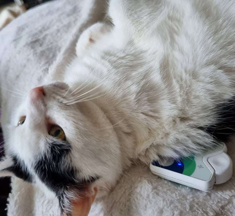 A fluffy white cat with black spots relaxes on a soft blanket next to a small white electronic device.