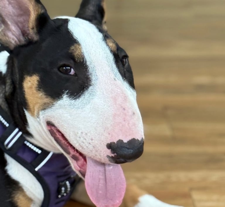 A tricolor Bull Terrier with a white face and black eye patches wearing a purple harness.