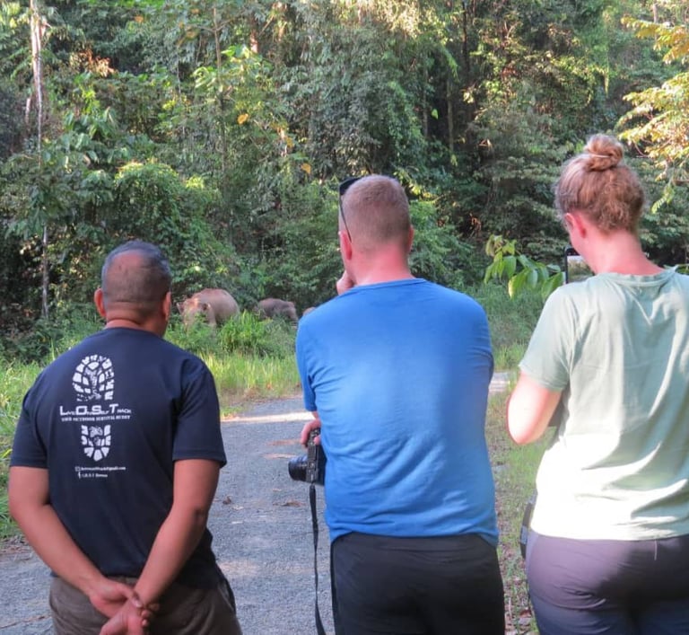 Lost borneo guide observing pygmy elephant by a roadside on a safe distance