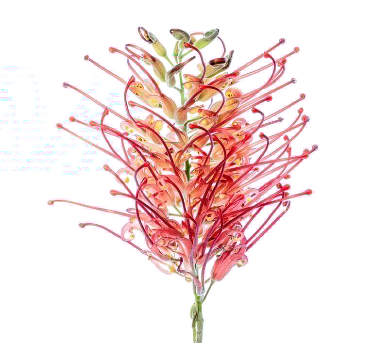 Grevillea