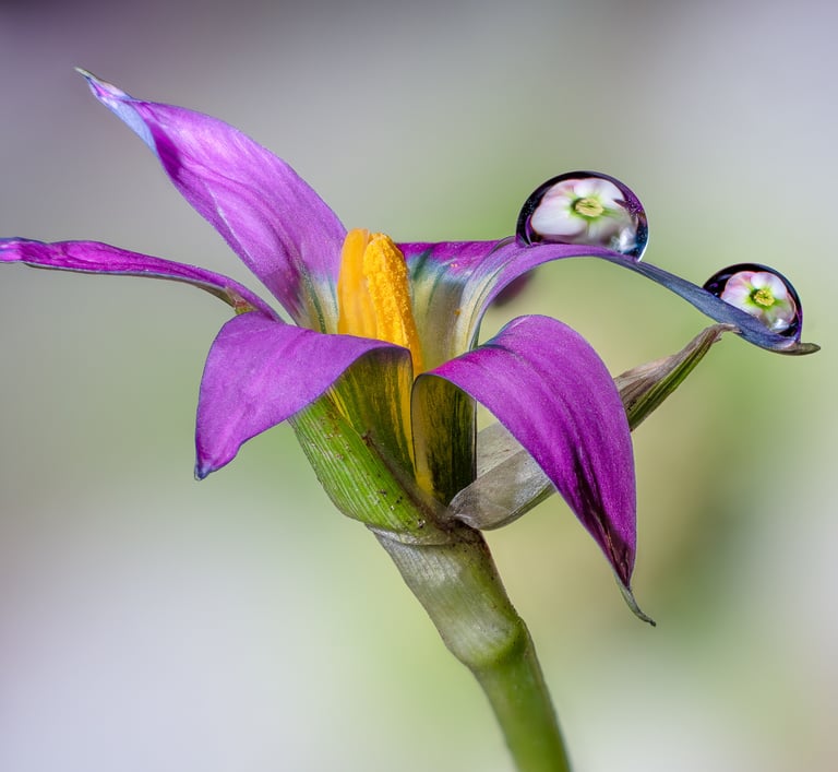 Micro Flower with Droplets