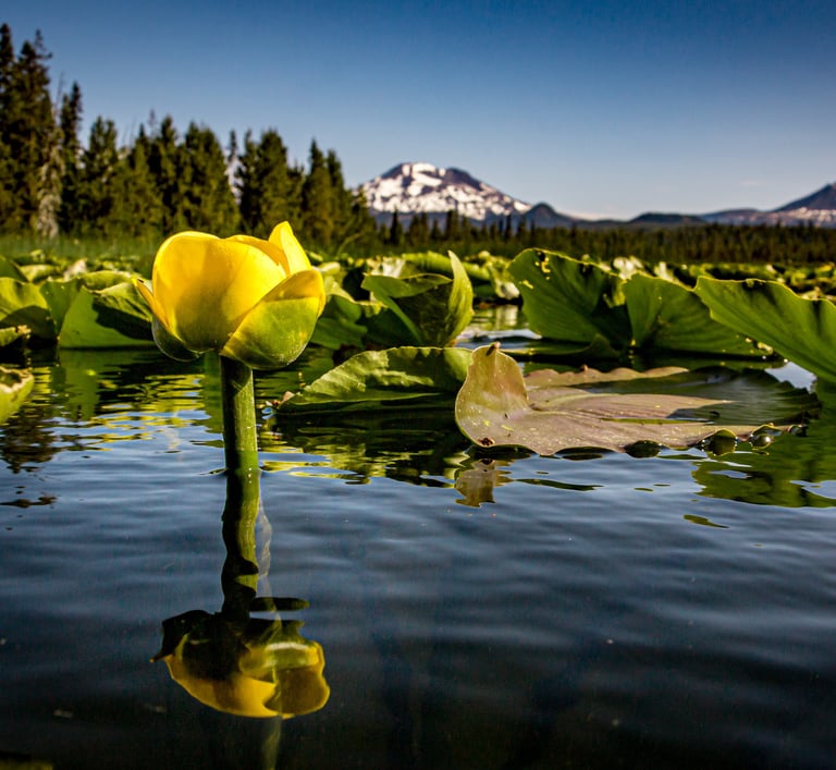 A flower grows from the lake's water in Eastern Oregon.