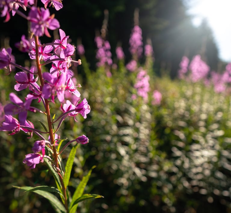 Fireweed in bloom
