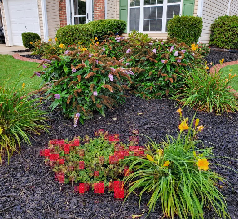 Flower bed with purple dwarf butterfly bushes, yellow daylilies, and red verbena in bloom.