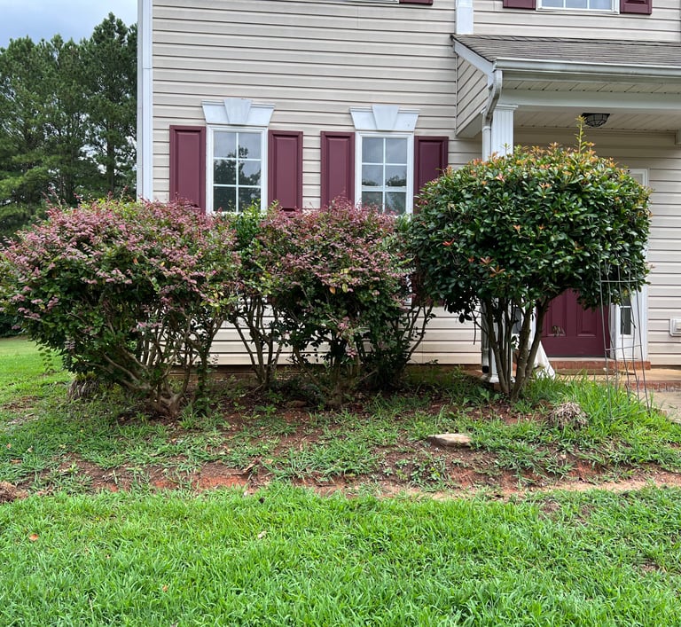 Overgrown shrubs cover front windows of house, weeds in flower bed, and no border.