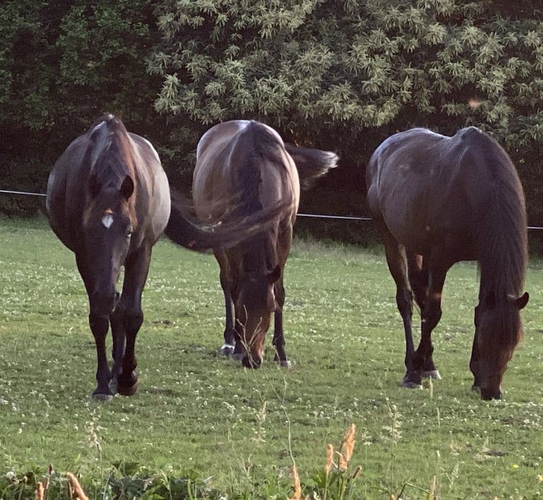 3 chevaux en ligne, broutent et marchent dans un champ
