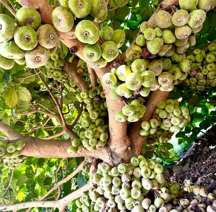 Figs at Kodaikalal