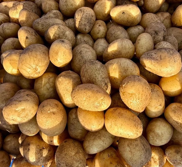 Potato cultivation Mannavanur