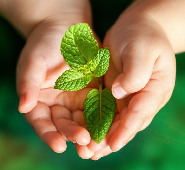 Macro close up of baby hands holding small green plant.