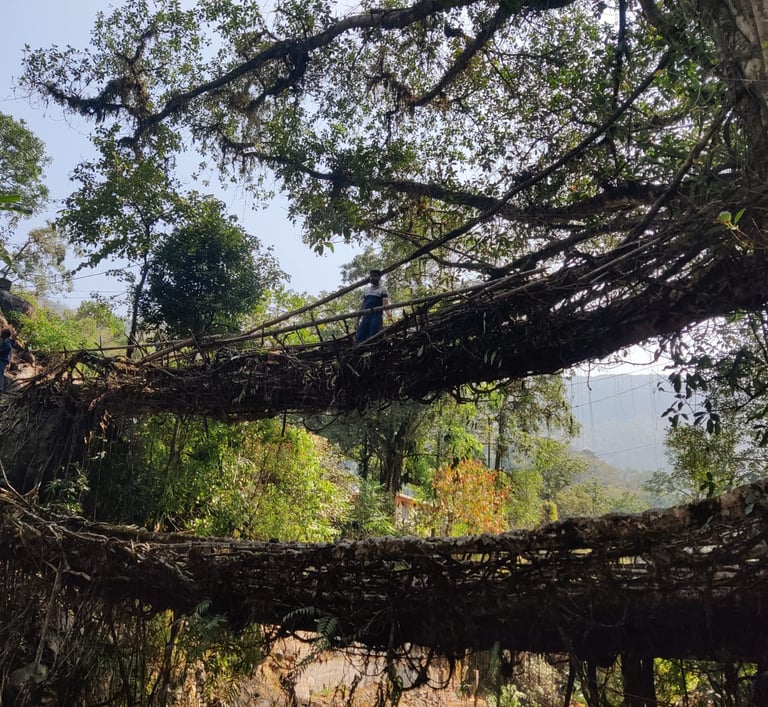 Living Root Bridge Meghalaya