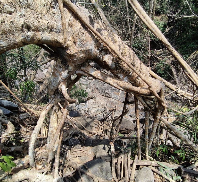 Living Root Bridge