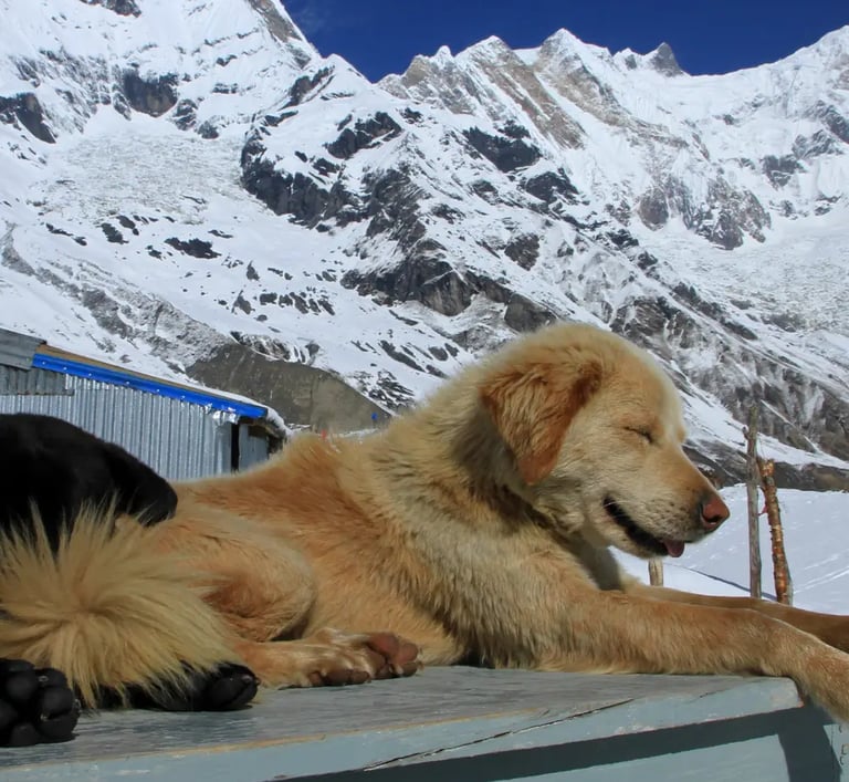 a dog laying on a bench in the snow