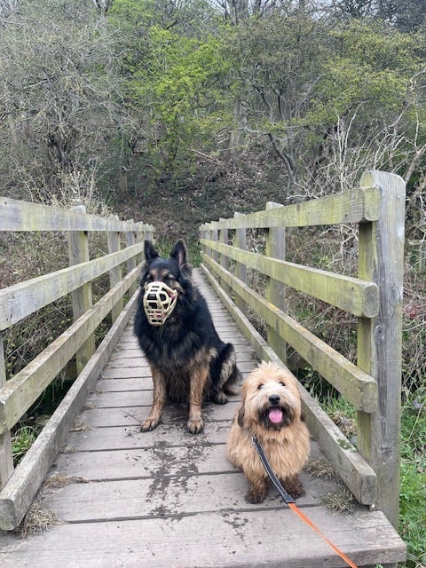 Rory the Havanese & Bruce the German Shepherd on an Adventure walk