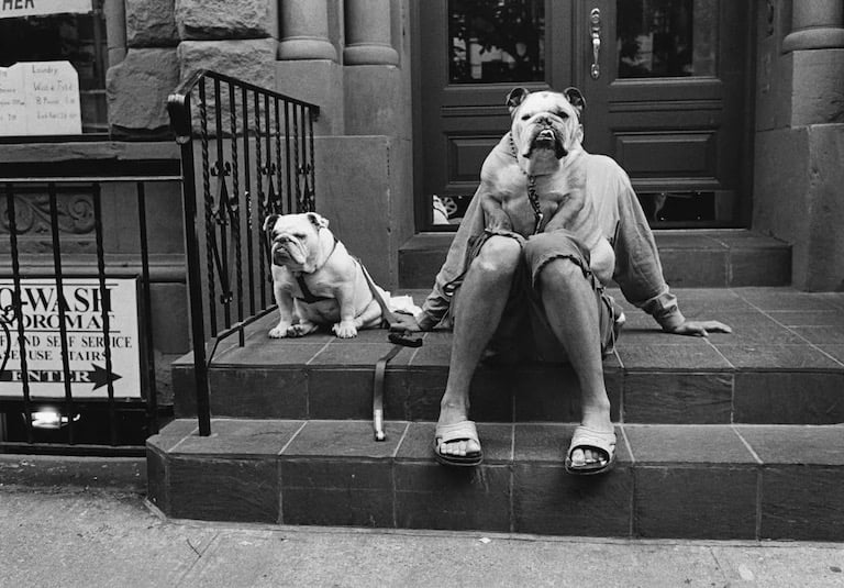 Elliott Irwitt photo of 2 bulldogs and person on steps