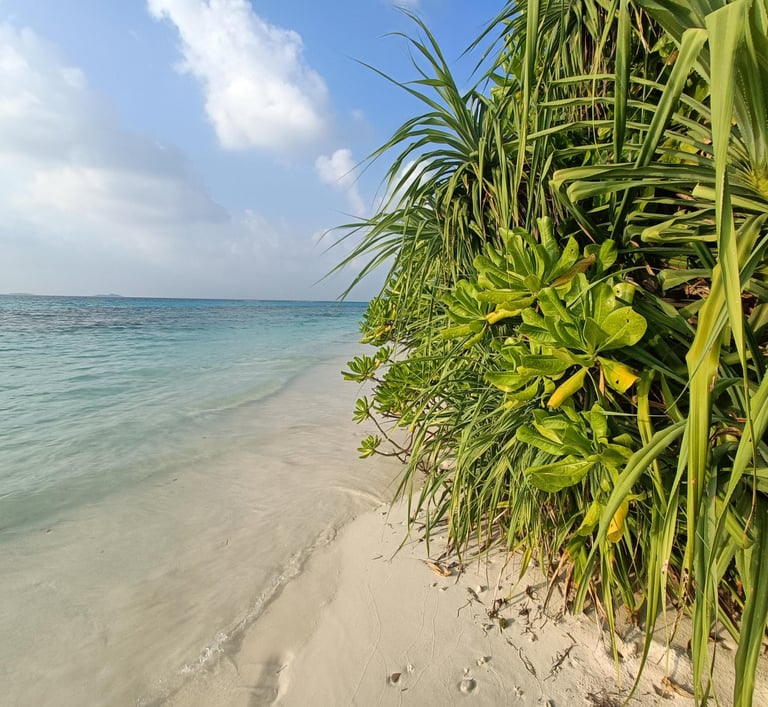 plage maldives palmiers