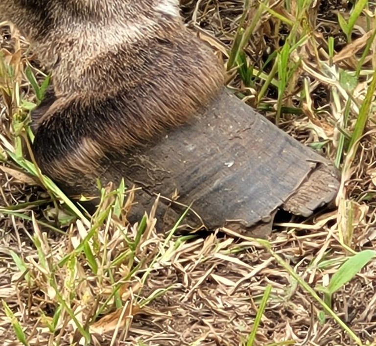 Broken hoof from donkey at AAK farm Kenya