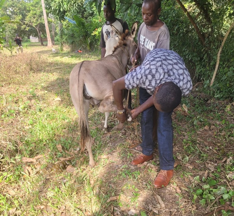 Donkey gets hoof treatment at AAK farm