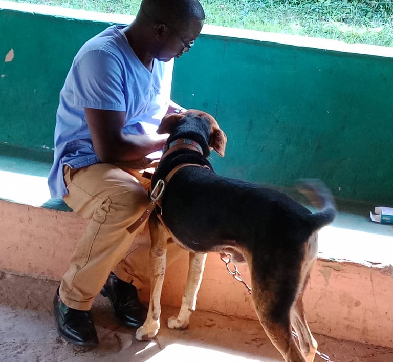 Vet Dr. Peter is giving medicine to a dog on the AAK farm