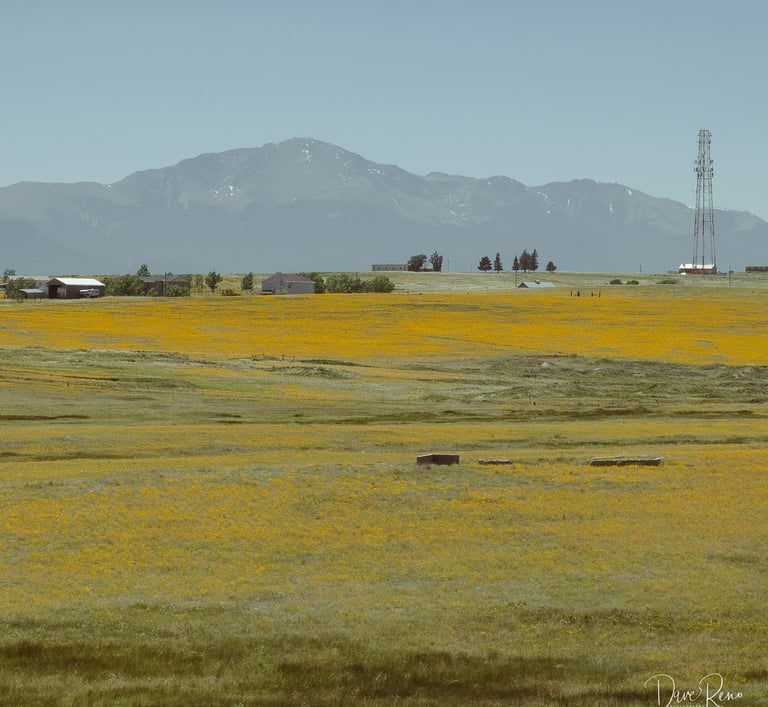 Rolling grassland dotted with yellow wildflowers, scattered rural buildings, and hazy mountains beyond.