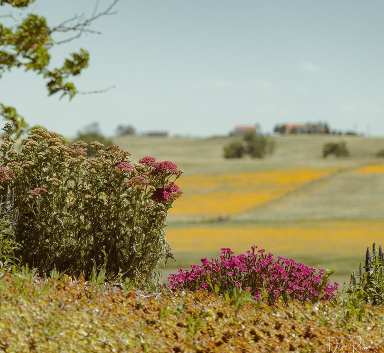 Cluster of pink wildflowers on a hillside with distant farmland and yellow flowering fields under a clear sky.