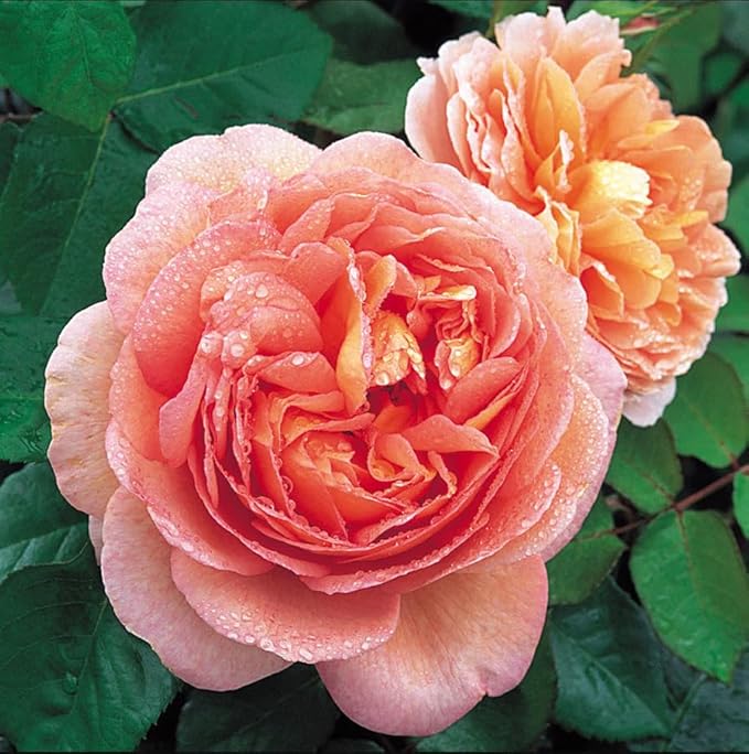 Vibrant peach English roses with water droplets on petals and green leaves in a garden.