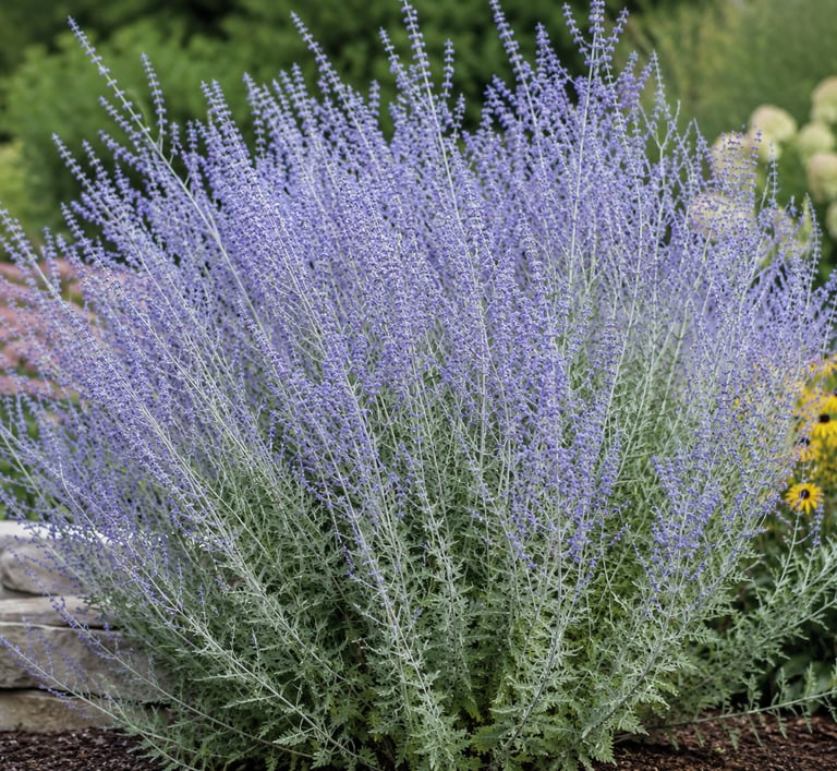 A Russian Sage perennial plant with silvery-green foliage and tall spikes of lavender-blue flowers in a garden.
