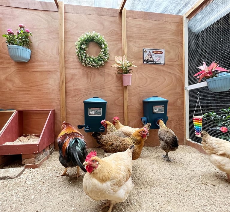A group of chickens and a rooster inside a clean, modern backyard chicken coop with automatic feeders.