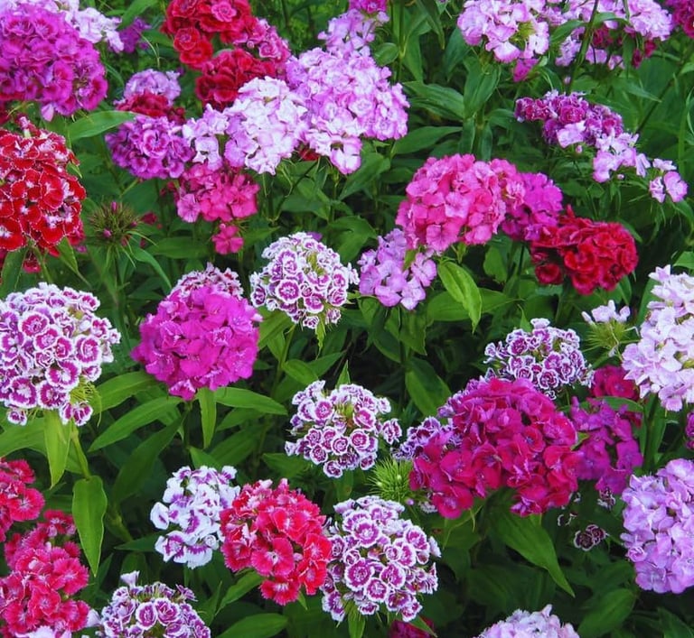 A garden bed filled with colorful Sweet William flowers in shades of pink, red, and purple.